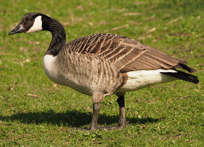 Kanadagans, Branta canadensis